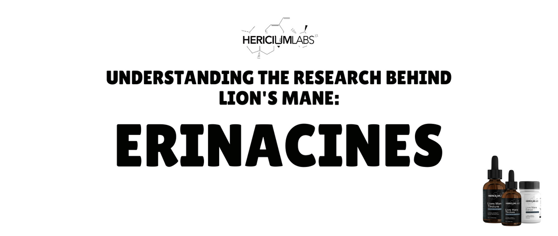 Understanding the research behind Lion's Mane: Erinacines